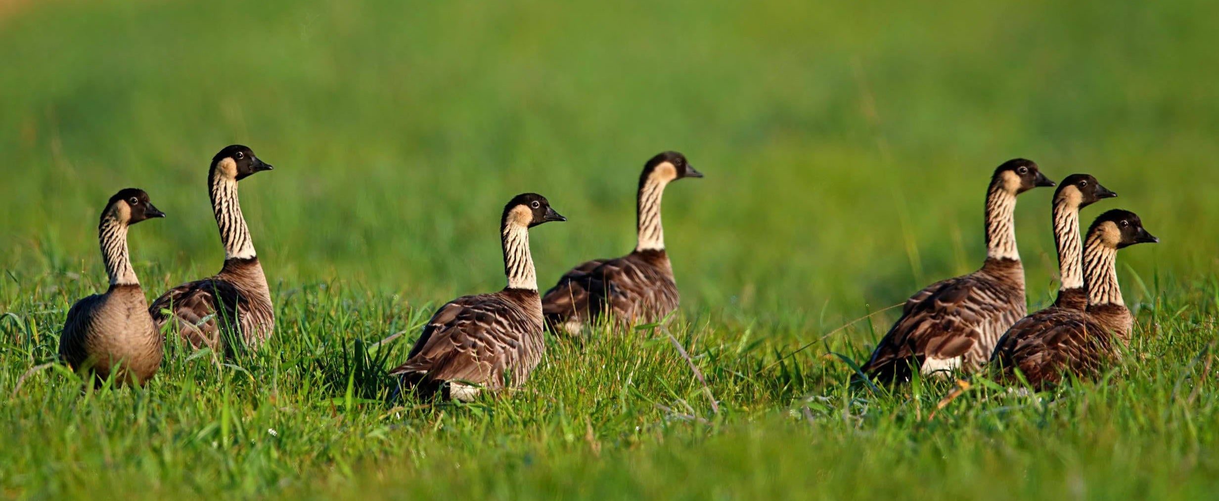 A group of brown and cream goose-like birds standing in a green grassy field.